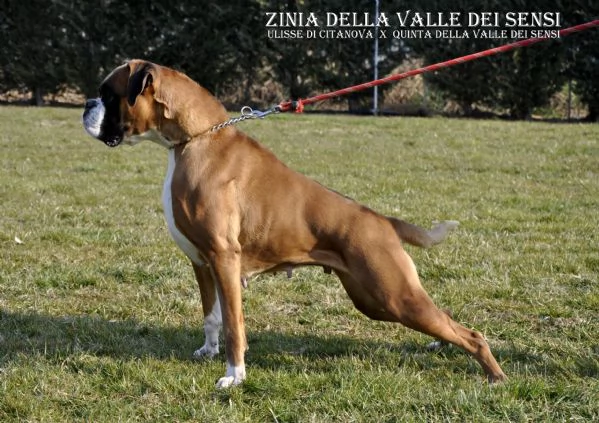 BOXER CUCCIOLI | Foto 2