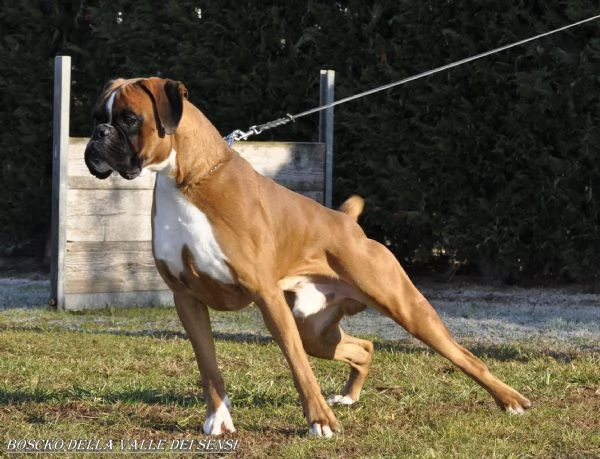 BOXER CUCCIOLI | Foto 1