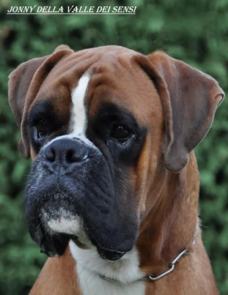 BOXER CUCCIOLI | Foto 0