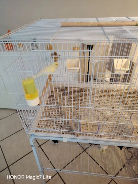 Due canarini uno giallo e uno marroncino  | Foto 3