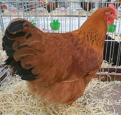 Gallo New Hampshire