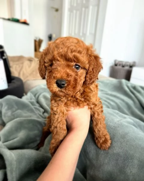 splendida cucciolata di barboncini 