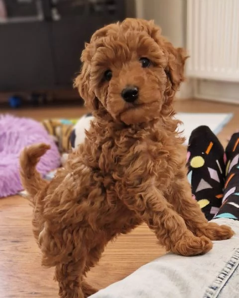 splendida cucciolata di barboncini  | Foto 1