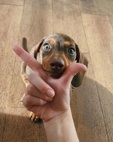 cuccioli di Bassotto (maschi e femmine) con pedigree