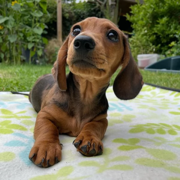 cuccioli di Bassotto (maschi e femmine) con pedigree | Foto 0