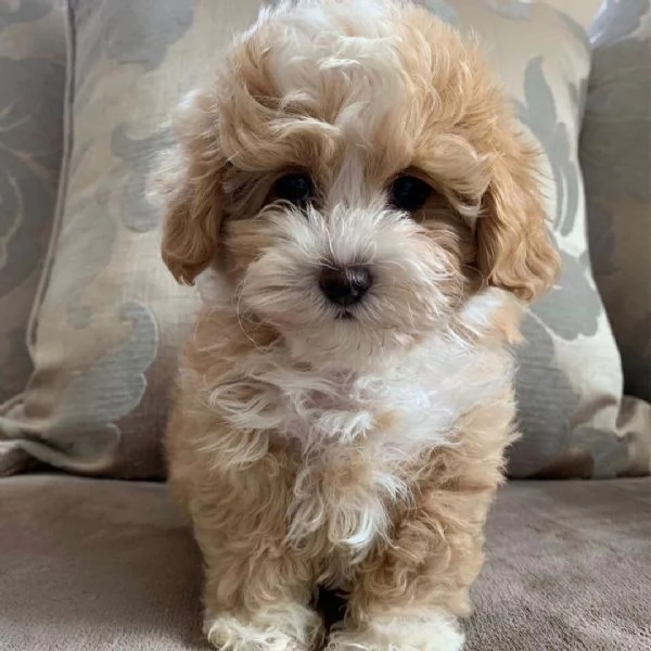 Cuccioli Di Maltipoo