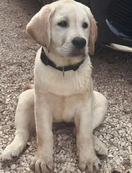 Splendida cucciola Labrador miele con Pedigree ENCI