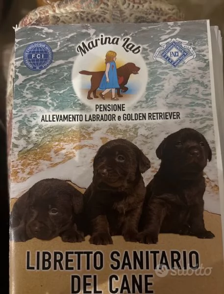 Splendida cucciola Labrador miele con Pedigree ENCI | Foto 3