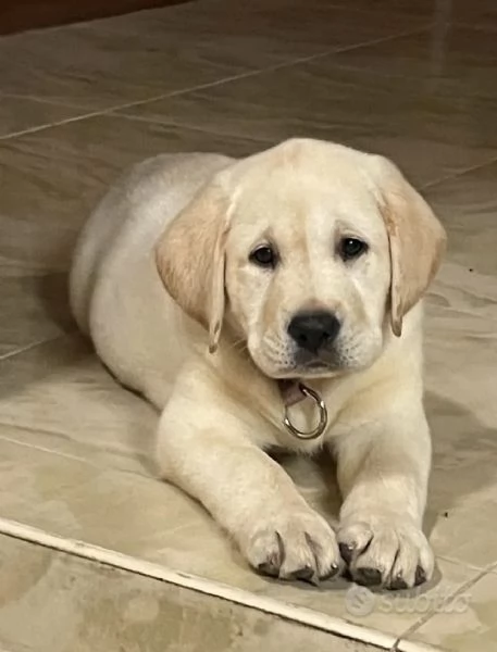 Splendida cucciola Labrador miele con Pedigree ENCI | Foto 2