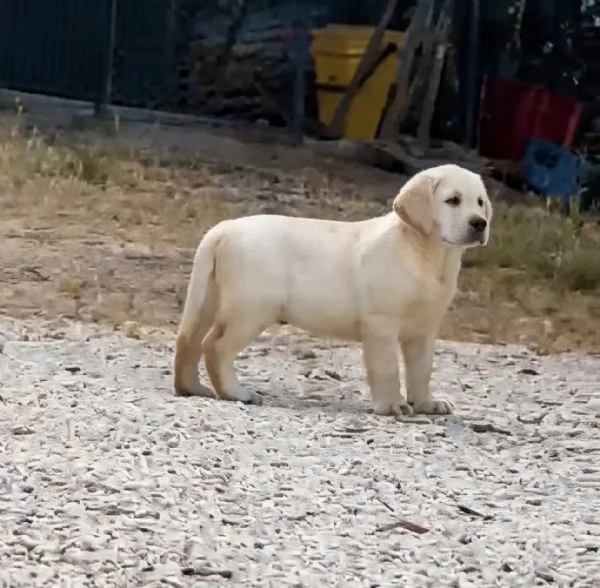 Splendida cucciola Labrador miele con Pedigree ENCI | Foto 1