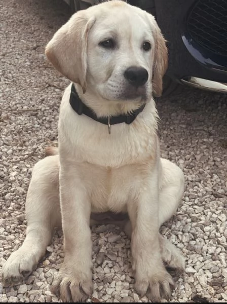 Splendida cucciola Labrador miele con Pedigree ENCI | Foto 0