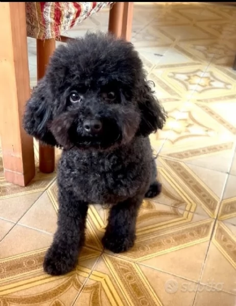 Cucciolo di maltipoo  | Foto 4