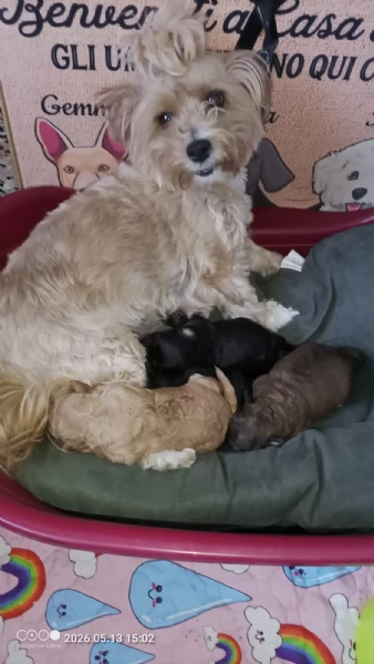 Cucciolo di maltipoo  | Foto 3