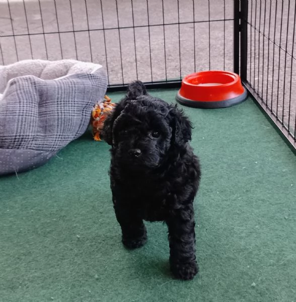 Cucciolo di maltipoo  | Foto 1