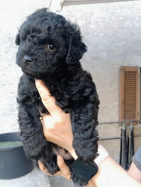 Cucciolo di maltipoo  | Foto 0