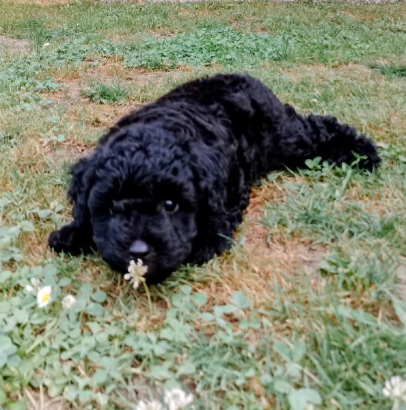 Cucciolo di maltipoo 