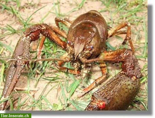 Diverse specie di ciclidi del Malawi disponibili per la riproduzione.