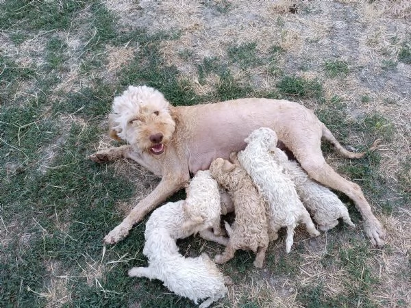 Lagotto romagnolo | Foto 3
