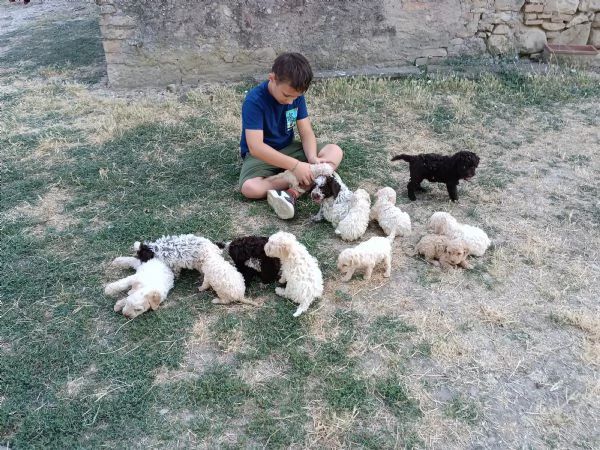 Lagotto romagnolo | Foto 1