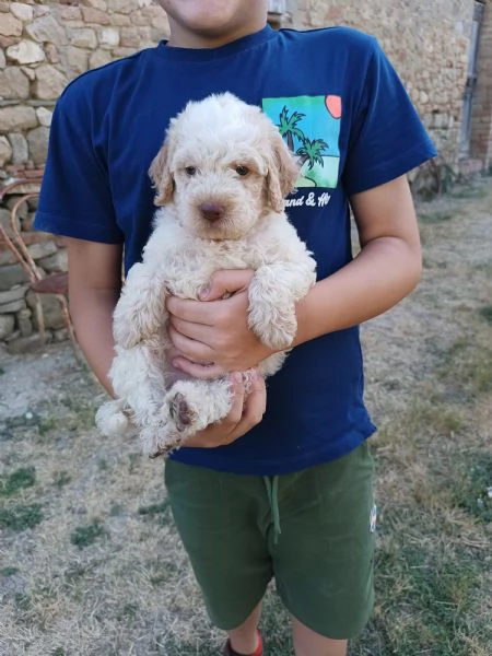 Lagotto romagnolo | Foto 0