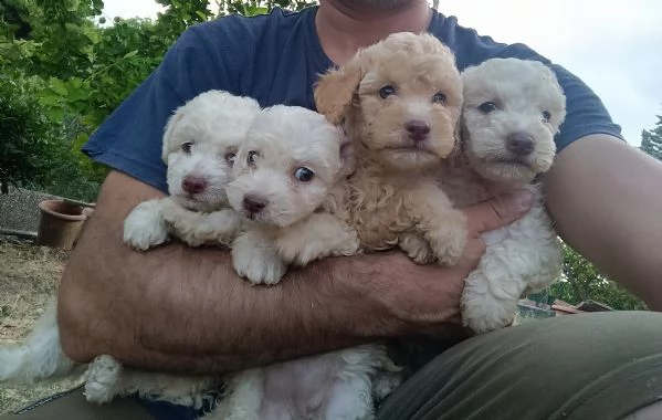Lagotto romagnolo