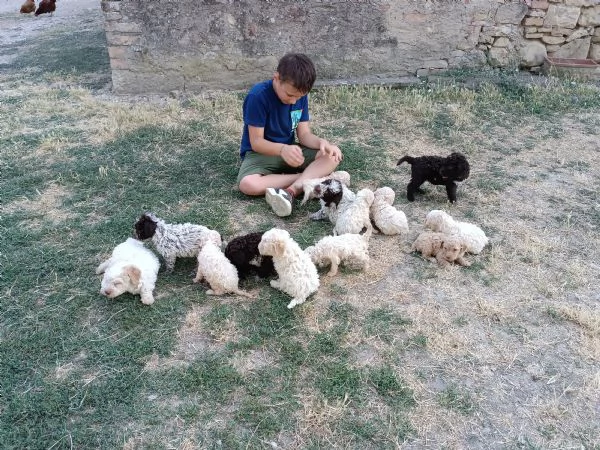 Lagotto romagnolo