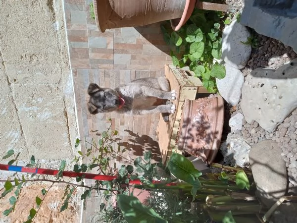 REGALO CUCCIOLO 