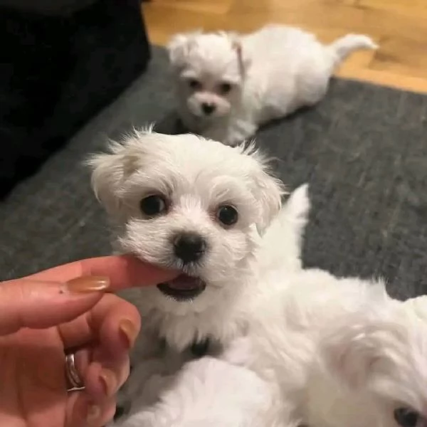 Maltesei cuccioli, maschio e femmina | Foto 0