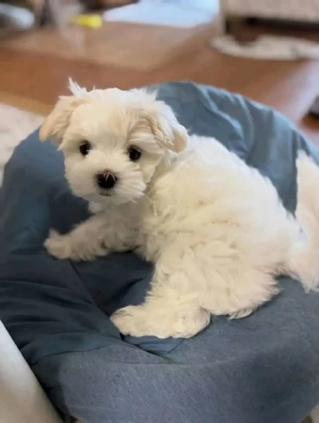 Maltesei cuccioli, maschio e femmina