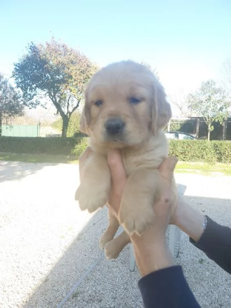 Cuccioli di golden retriver  | Foto 2