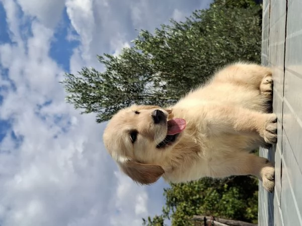 Cuccioli di golden retriver 