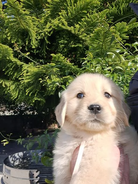 Cuccioli di golden retriver  | Foto 1