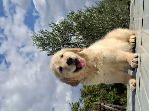 Cuccioli di golden retriver  | Foto 0