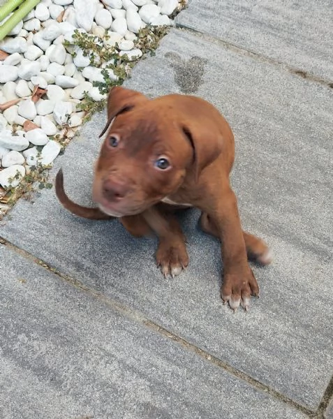 Cuccioli American Pitbull Terrier Red Nouse 