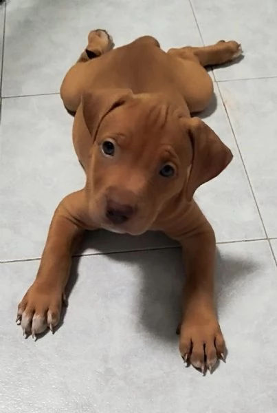 Cuccioli American Pitbull Terrier Red Nouse  | Foto 3