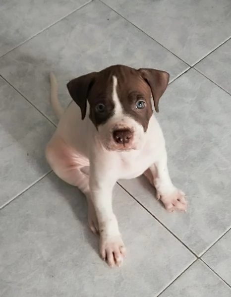 Cuccioli American Pitbull Terrier Red Nouse  | Foto 2
