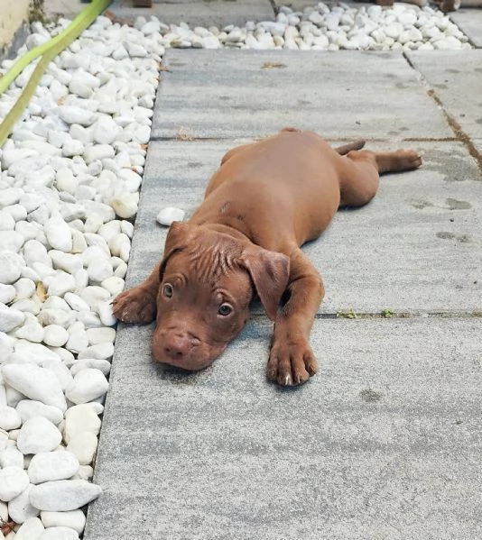 Cuccioli American Pitbull Terrier Red Nouse  | Foto 1