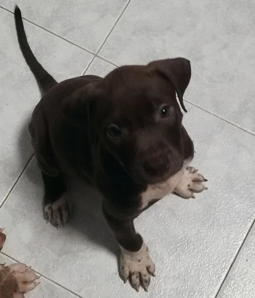 Cuccioli American Pitbull Terrier Red Nouse  | Foto 0