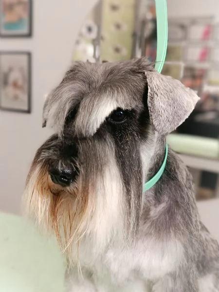 Accoppiamento ZWERGSCHNAUZER PEPE SALE - Da Privato
