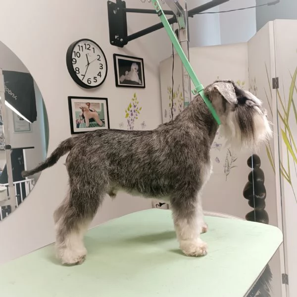 Accoppiamento ZWERGSCHNAUZER PEPE SALE - Da Privato | Foto 0