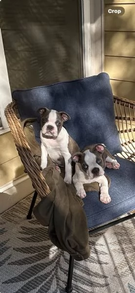 Cuccioli di Boston Terrier in ottima salute – sverminati