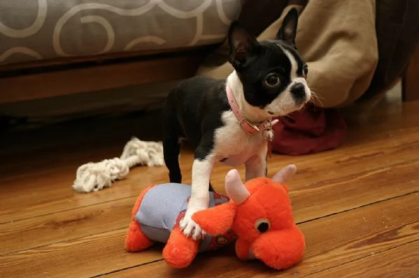 Cuccioli di Boston Terrier in ottima salute – sverminati | Foto 0