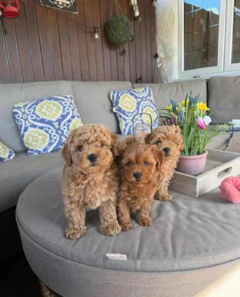 Adorabili cuccioli di Maltipoo WHATSAPP/VIBER +[hidden] | Foto 4