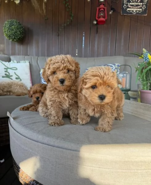 Adorabili cuccioli di Maltipoo WHATSAPP/VIBER +[hidden] | Foto 3