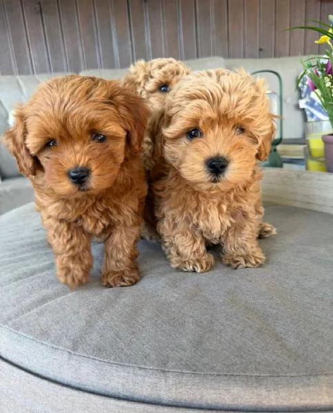 Adorabili cuccioli di Maltipoo WHATSAPP/VIBER +[hidden] | Foto 2