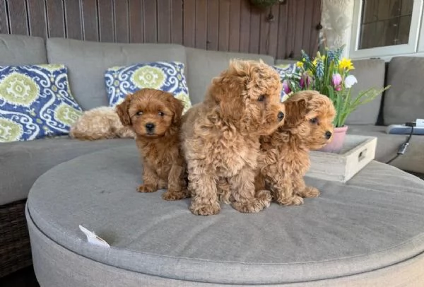 Adorabili cuccioli di Maltipoo WHATSAPP/VIBER +[hidden] | Foto 0