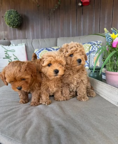 Adorabili cuccioli di Maltipoo WHATSAPP/VIBER +[hidden]