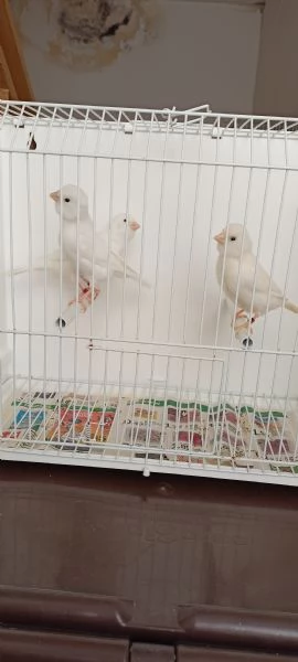 Canarini lipocrimici bianco recessivo  | Foto 9