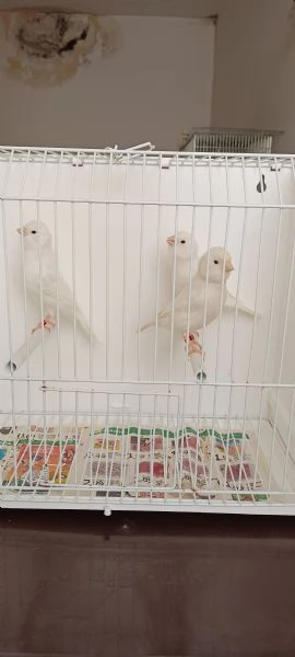 Canarini lipocrimici bianco recessivo  | Foto 2