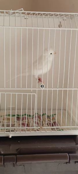 Canarini lipocrimici bianco recessivo  | Foto 1
